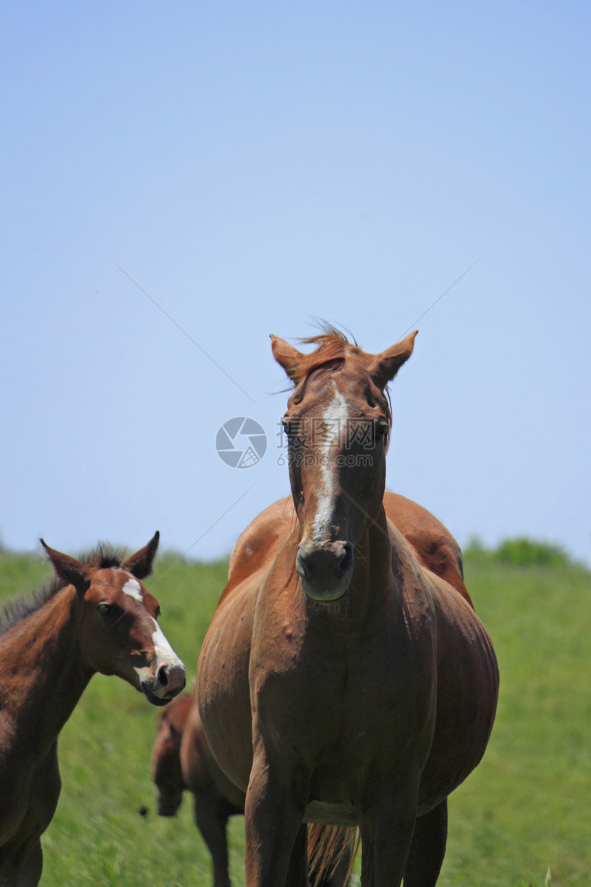 马和马棕色野生动物板栗天空野兽场地植物群趣味绿色植被图片