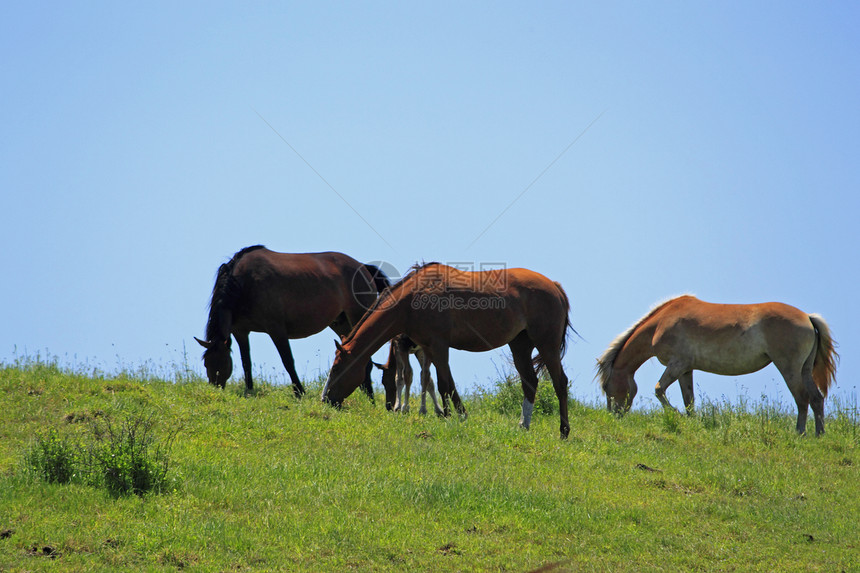 马和马野兽动物群蓝色场地赛马绿色绿色植物训练板栗棕色图片