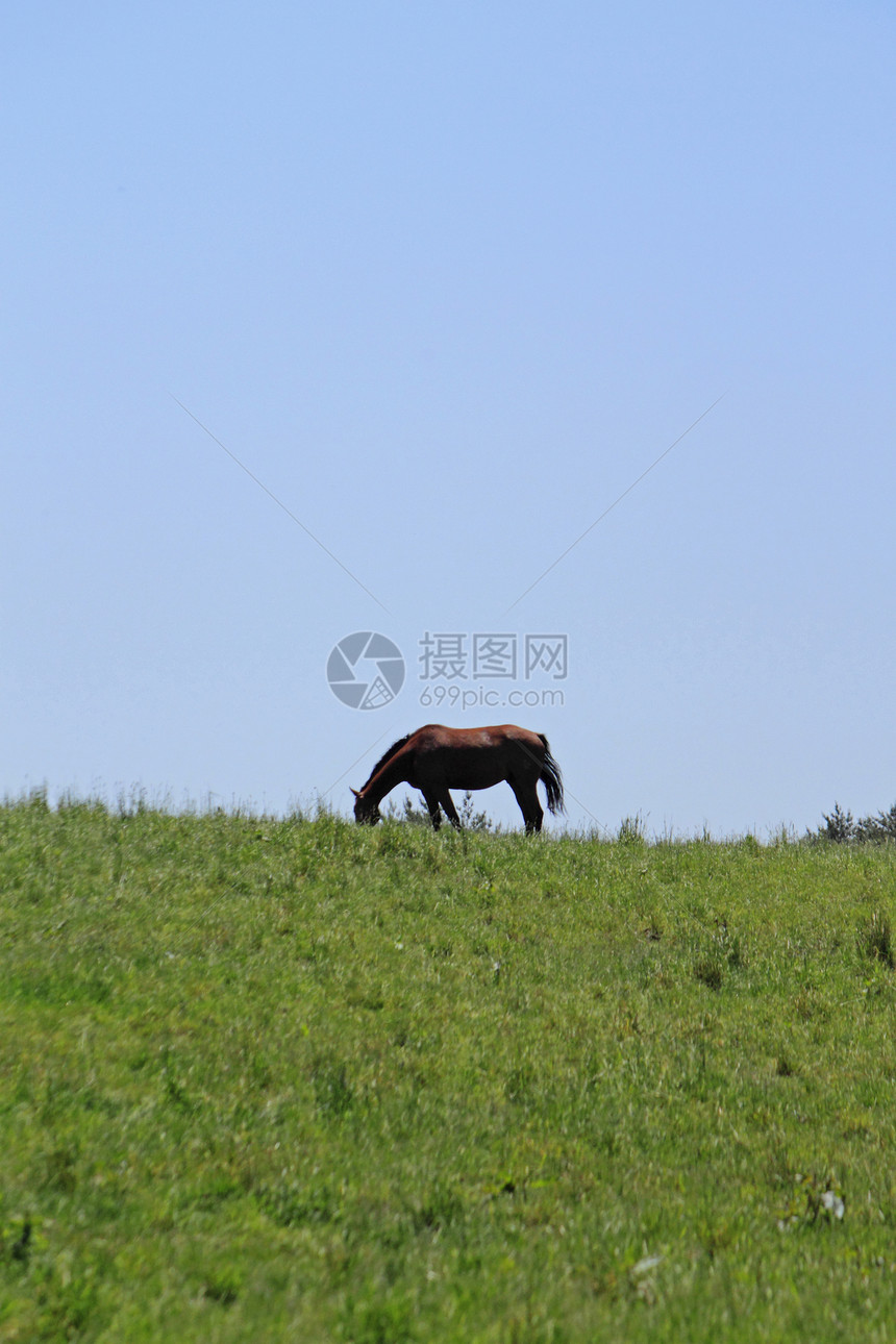 马和马板栗场地棕色农场哺乳动物良种蓝色黑色赛马植被图片