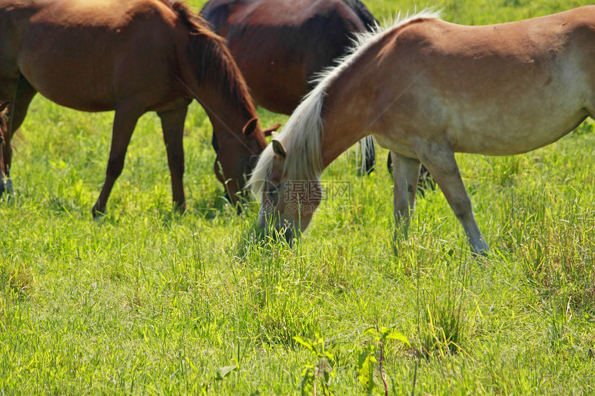 马和马野生动物绿色植物蓝色哺乳动物棕色黑色植被动物群植物群趣味图片