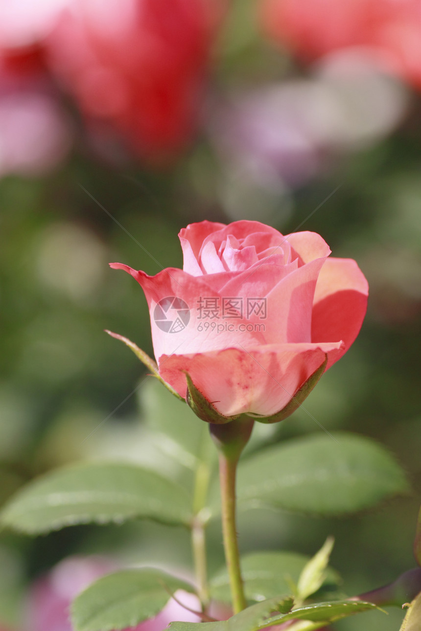 在花园中美丽的玫瑰植物红色园艺树叶绿色花粉图片