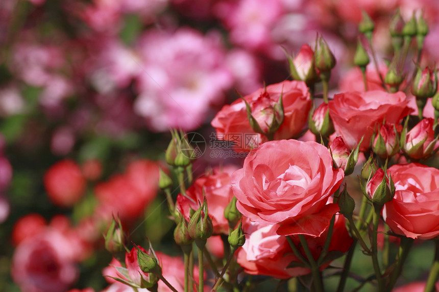 在花园中美丽的玫瑰植物树叶园艺花粉绿色红色图片