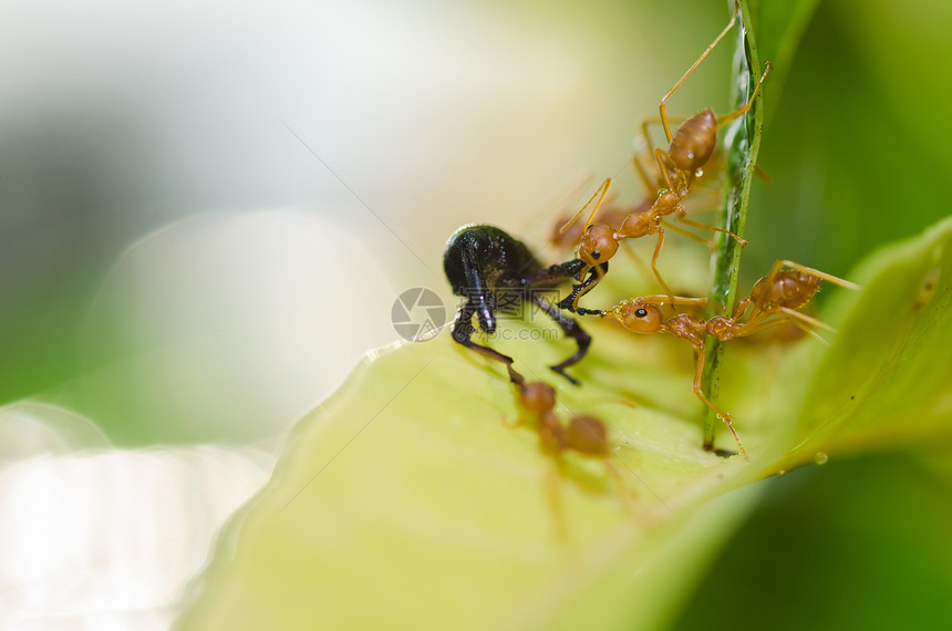 绿色性质的红蚂蚁团队合作工人橙子水平损害野生动物生物漏洞红色昆虫宏观图片