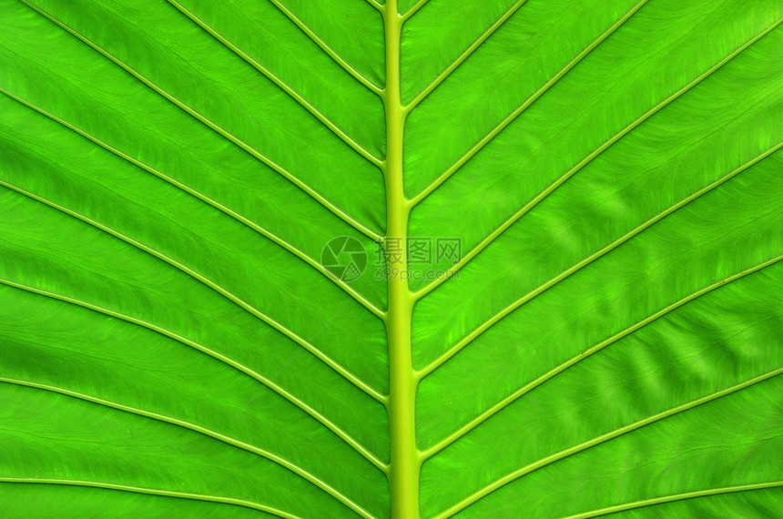 叶子植物群生长植物学光合作用季节生活线条环境生态宏观图片