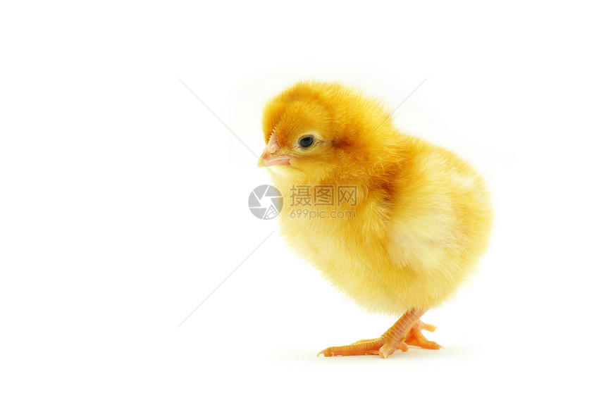 婴儿鸡工作室生活家畜生长羽毛白色翅膀毛皮柔软度小鸡图片