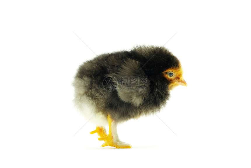 鸡生长生物孵化柔软度生活小鸡家禽动物工作室翅膀图片