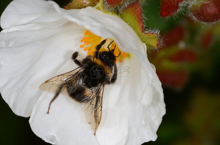 蜜蜂在花朵上花瓣白色植物翅膀花蜜蜂蜜黄色工人花粉宏观图片