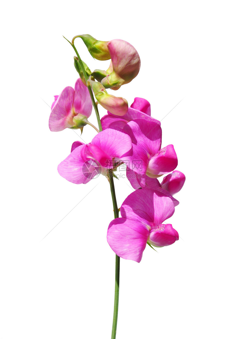 常年泥炭白色植物群粉色植物红色草本植物阔叶花园紫色图片