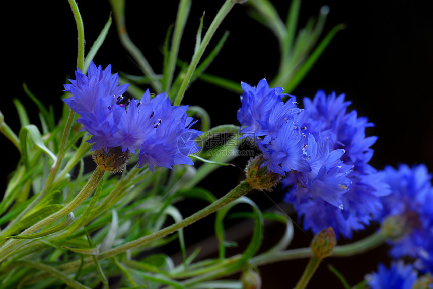 美丽的花瓣花束漏洞绿色植物野花花朵蓝色紫色青色草本图片