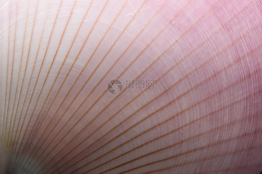 摘要海贝沙币宏观蜗牛贝壳海星贝类结痂贻贝白色蛤蜊图片