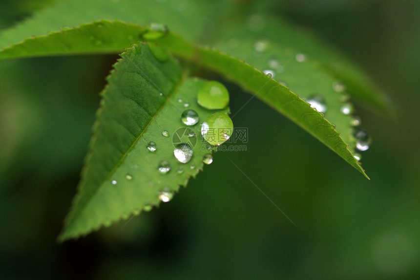 滴在绿药草上的雨运球细雨洪水宏观植物植物群细流眼泪活力环境图片