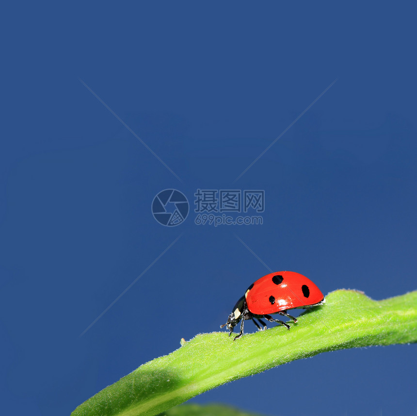 蓝色天空下绿色草药中的淑女虫植物叶子瓢虫橙子倾斜生活农业环境性别蠕变图片