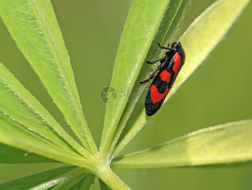 绿色工作表上的红色错误动物蠕变花园生活甲虫野生动物圆圈农业橙子昆虫图片