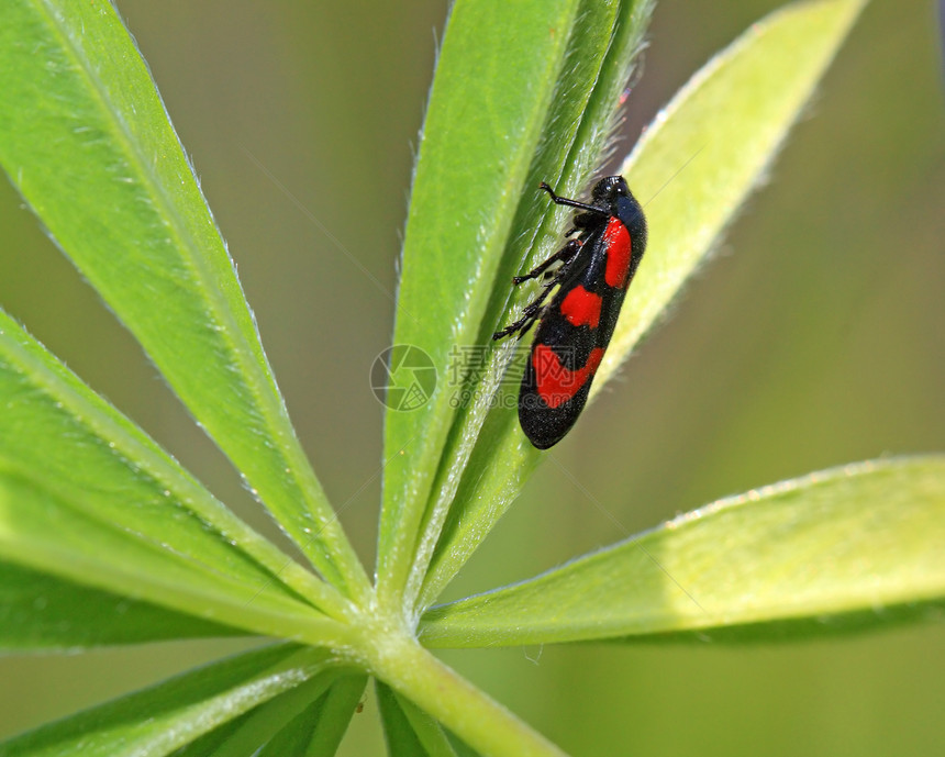 绿色工作表上的红色错误农业叶子花园性别甲虫运气昆虫植物橙子倾斜图片