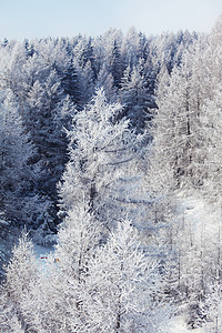阿尔比斯山积雪中的森林首脑天气童话全景阳光暴风雪降雪木头蓝色天空背景