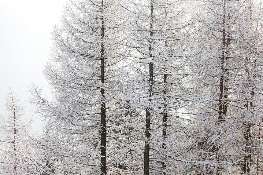 积雪中的森林蓝色公园照明暴风雪树木阳光天空环境场景全景图片