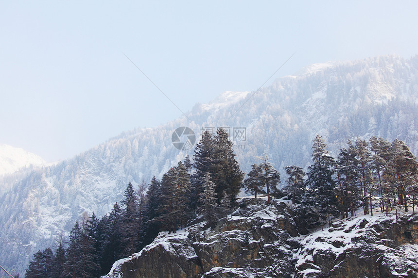 下雪树上全景假期天空环境木头首脑森林降雪暴风雪照明图片