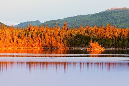 育空地区北方森林湖的日落反射镜像橙子镜子荒野日落金子太阳仲夏夜云杉针叶林背景