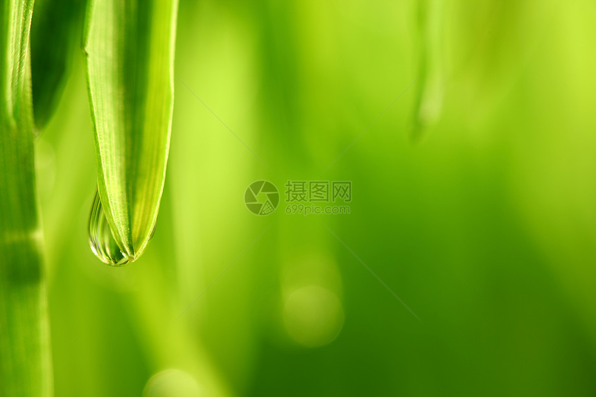 大水滴叶子雨滴树叶背景草本植物宏观阳光气候植物反射图片