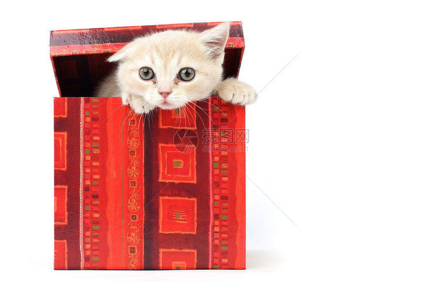 礼品盒中的猫小猫金子兽医毛皮家庭猫科孩子爪子动物盒子图片