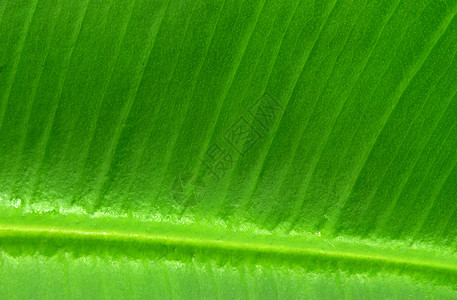 叶子宏观绿色生活线条生长植物背景图片