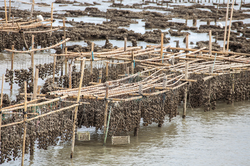 牡蛎生长海鲜海岸绳索蓝色饮食海洋农业黏土钓鱼图片