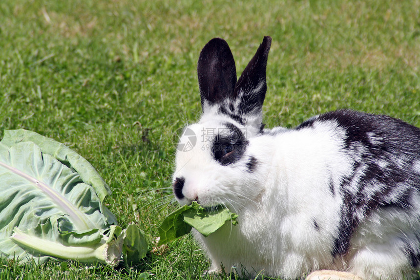 兔子吃卷心菜植物森林叶子树叶运动天空草地孩子宠物毛皮图片
