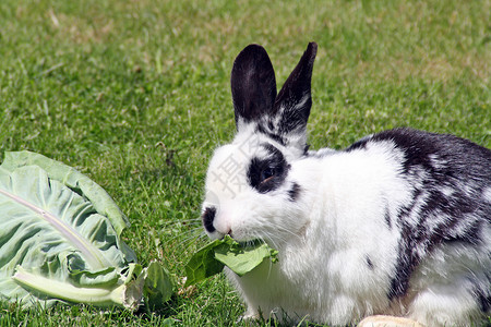 拿花兔子兔子吃卷心菜植物森林叶子树叶运动天空草地孩子宠物毛皮背景