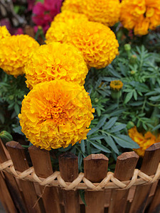 红金花花季节花园杂草植物花瓣幸福生长橙子美丽叶子背景图片
