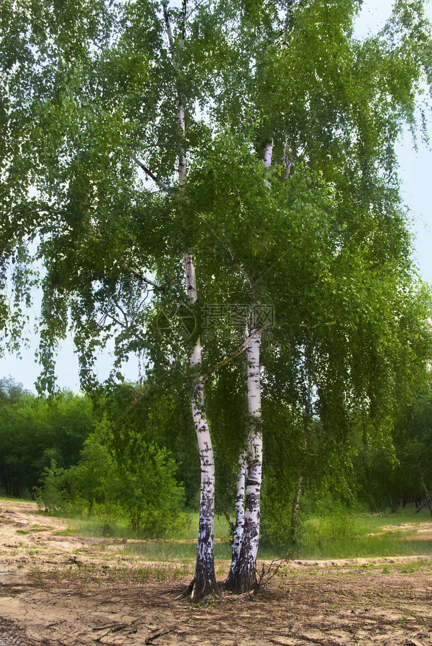 Birch树射线松树天空生长太阳环境树干森林风景荒野图片