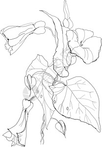 清炒空心菜包菜花花草图写意花园蚀刻手工空心菜墨水插图季节植物插画