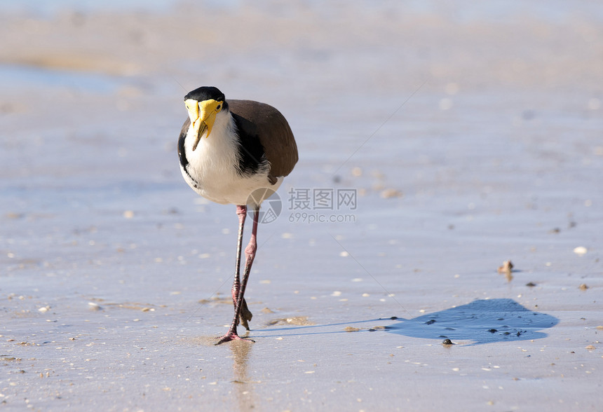 沙滩上戴面罩的长腿蒙面荒野黄色海滩动物千鸟环境野生动物图片