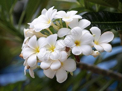 热带花朵的支部管道花束邀请函美丽植物学叶子鸡蛋花绿色植物香味植物茉莉花背景图片