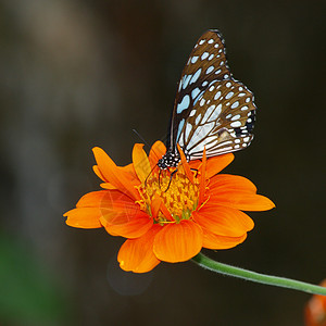 黄色的蝴蝶墨西哥向日葵上的蝴蝶花瓣橙子花园昆虫黑色翅膀底面女王黄色背景