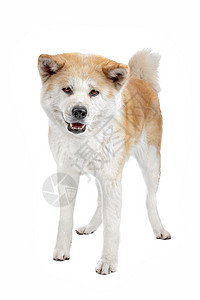 Akita Inu 狗棕色白色工作室背景图片