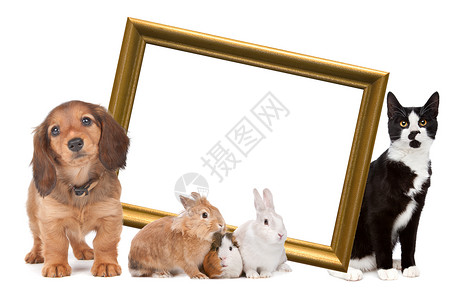 动物框架矢量图一群宠物站在金色的画框周围金子动物框架家畜空白豚鼠古董哺乳动物虎斑猫科动物背景