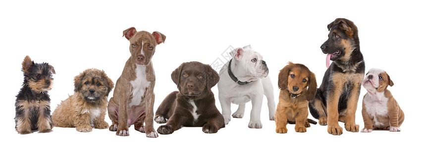 大型小狗群犬类哺乳动物一代朋友工作室白色舌头团体婴儿斗牛犬混种婴儿潮一代高清图片素材