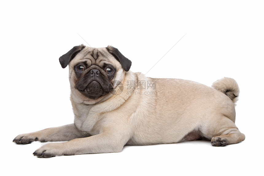 帕格狗狗褐色白色皱纹家畜工作室宠物动物哺乳动物犬类血统图片