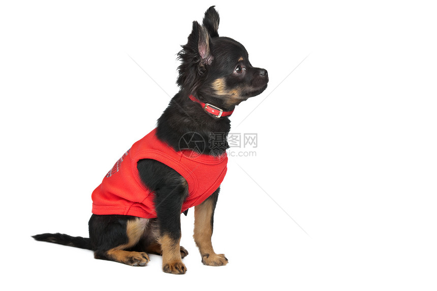 穿红色衬衫的Chihuahua夹克打扮黑色动物家畜犬类毛衣工作室宠物白色图片