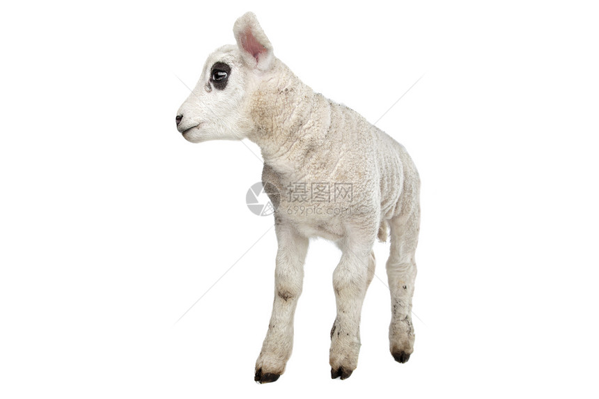 羔羊家畜农业动物工作室哺乳动物白色婴儿图片
