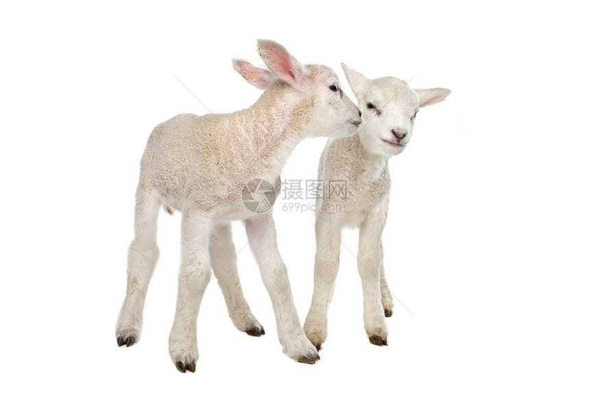 两只小羊羔白色农业家畜婴儿哺乳动物工作室背景动物图片