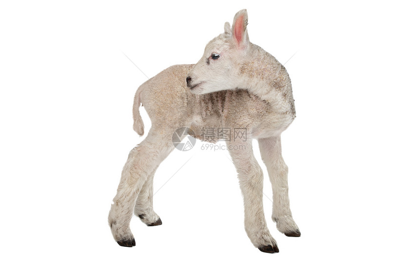 羔羊农业家畜哺乳动物白色动物婴儿工作室图片