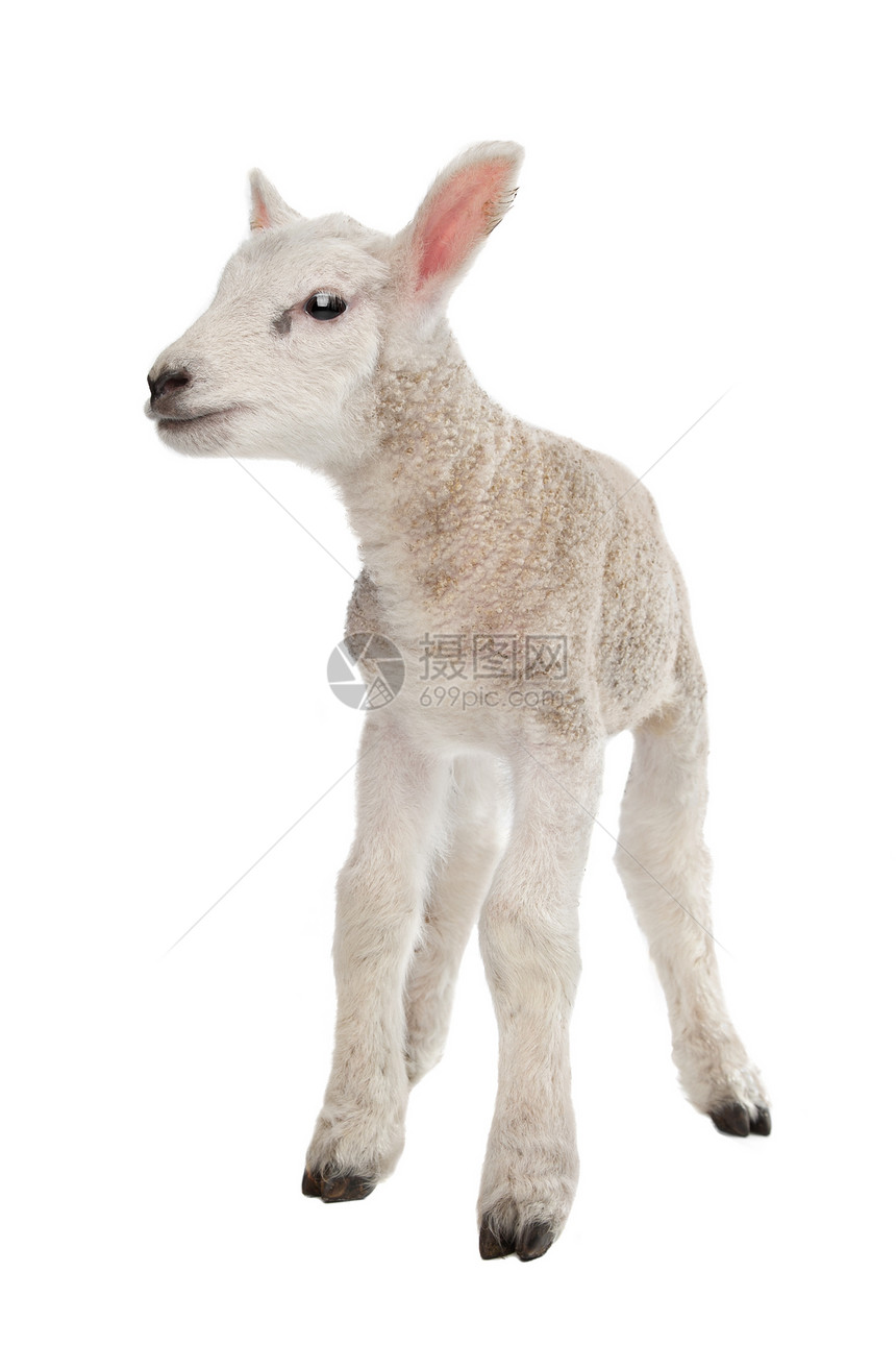 羔羊动物农业工作室白色哺乳动物婴儿家畜图片