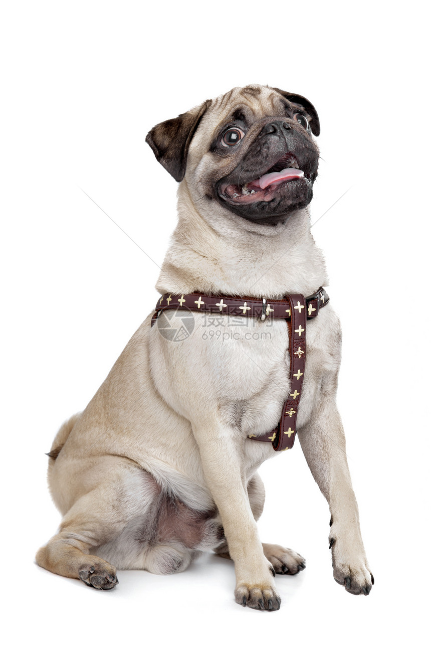 帕格狗狗小狗哺乳动物工作室褐色犬类宠物棕色白色血统家畜图片