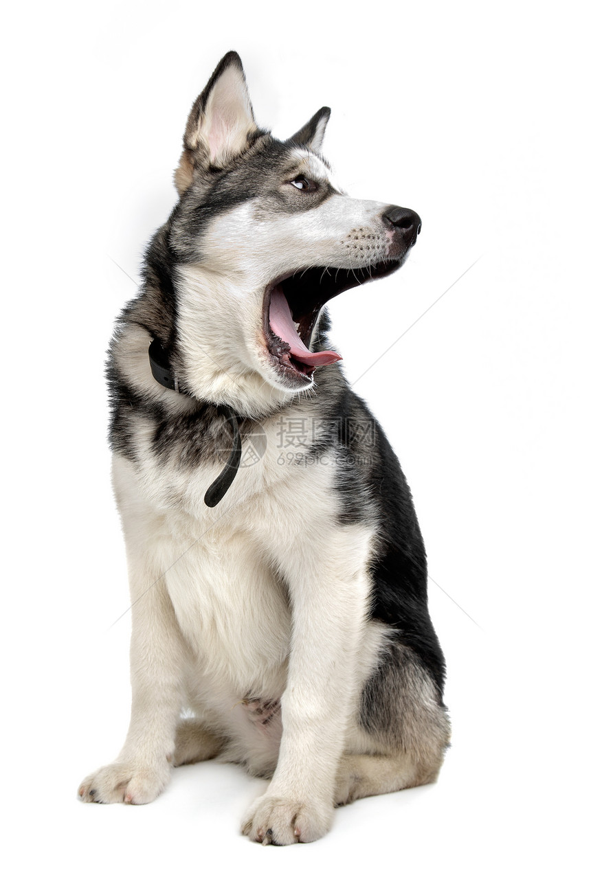 阿拉斯加马拉穆特小狗家畜犬类哺乳动物工作室灰色白色宠物动物图片