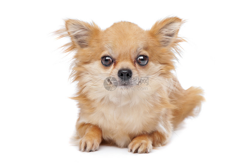 棕色长头发吉华白色动物工作室犬类宠物哺乳动物家畜图片