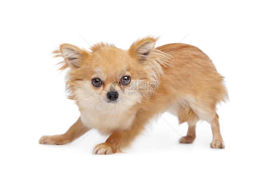 棕色长头发吉华白色工作室犬类家畜宠物哺乳动物动物图片