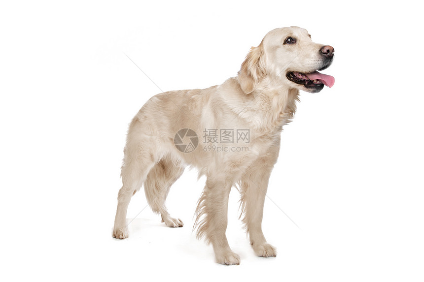 黄金再开采宠物工作室白色水平棕色家畜哺乳动物褐色犬类动物图片