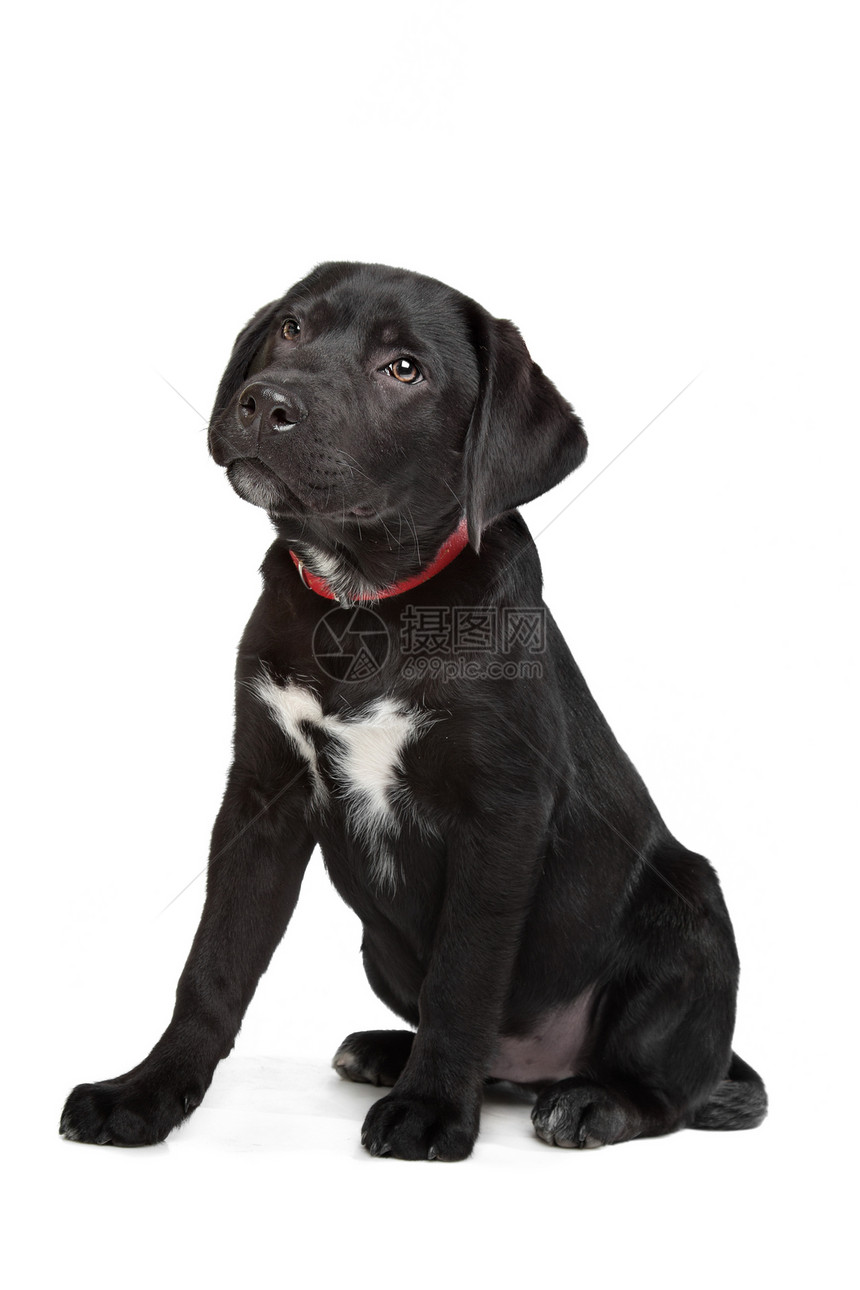 黑拉布拉多小狗猎犬实验室白色动物黑色犬类伴侣宠物衣领图片