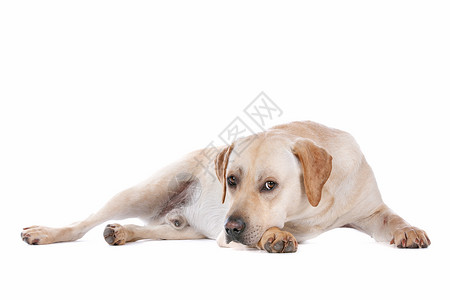 犬嵴拉布拉多犬可爱的图片素材